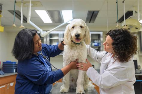 univet e learning|Become a vet – University of Veterinary Medicine .